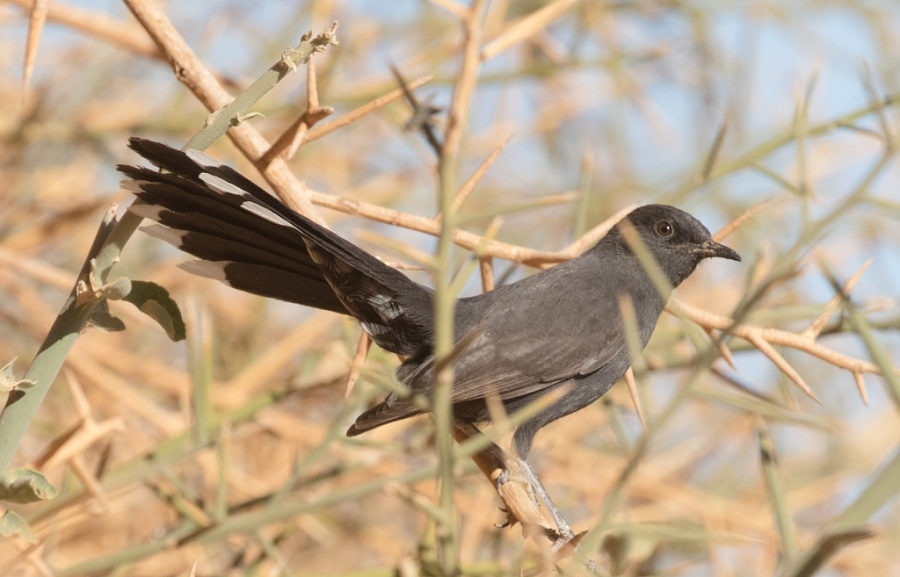 21 black scrub robin 1024x657