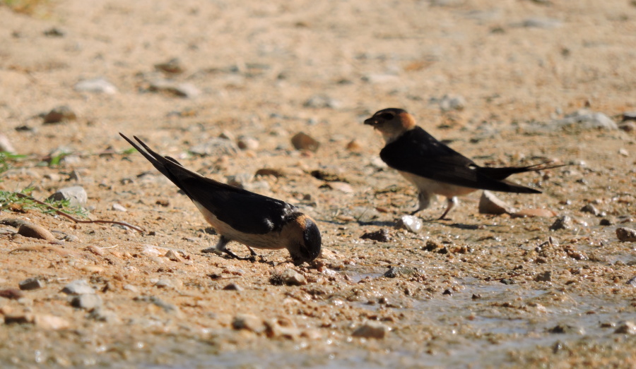 24. Vlaštovka skalní Red rumped swallow Cecropis daurica