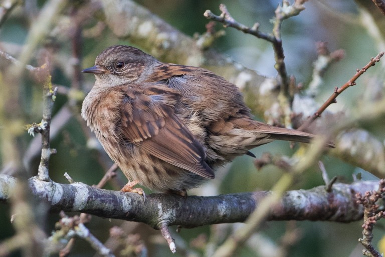 2 Dunnock