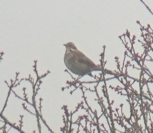 2 Dusky Thrush