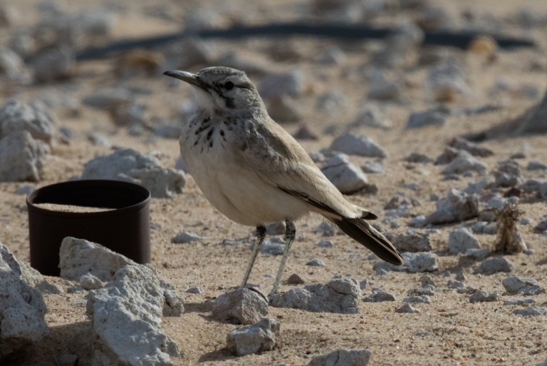 2 Greater Hoopoe Lark