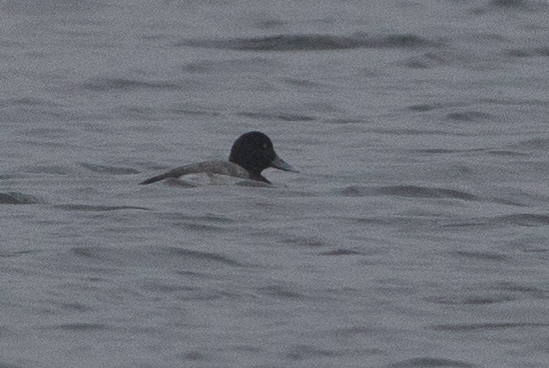 2 Lesser Scaup