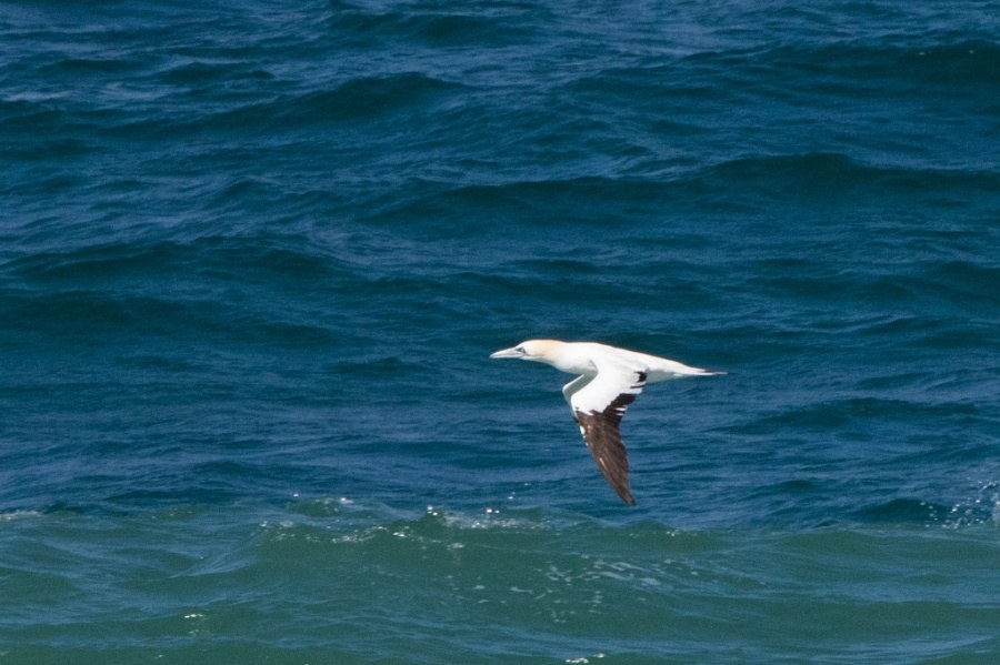 2 Northern Gannet