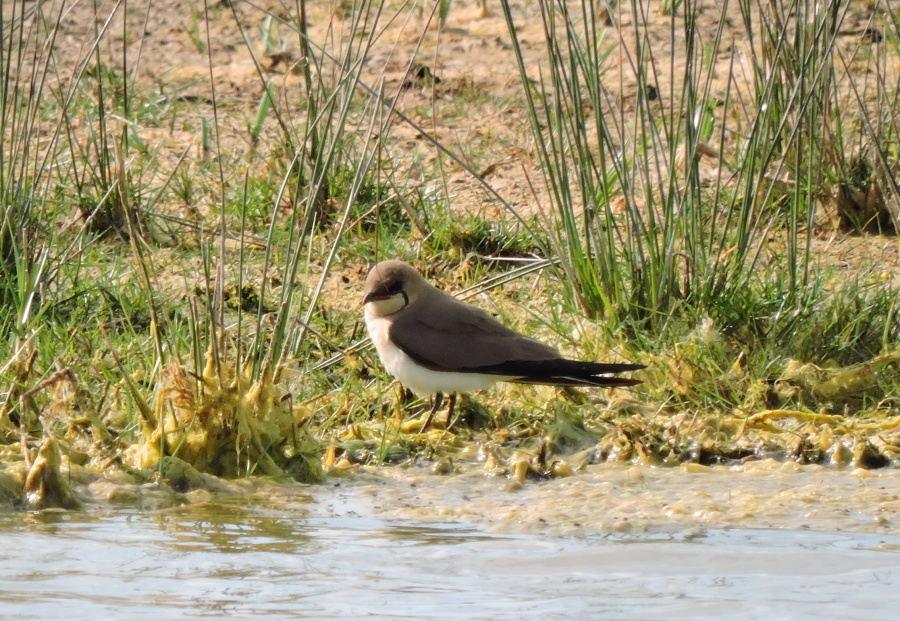 30. Ouhorlík stepní Collared pratincole Glareola pratincola