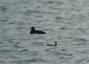 3 Black Scoter