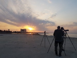 3 Lesser Flamingo in the sunset