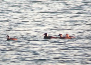 4 Surf Scoter