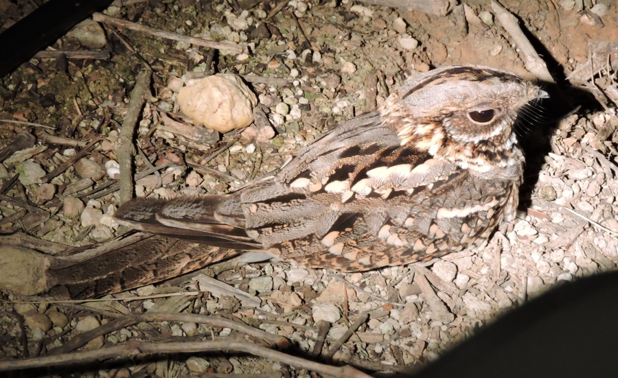 59. Lelek rudokrký Red necked nightjar Caprimulgus ruficollis