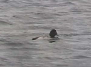 5 Lesser Scaup