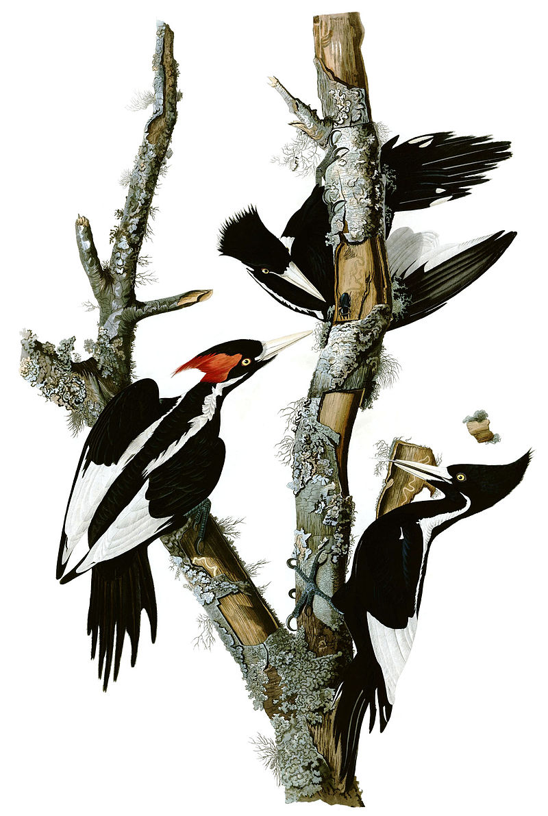 800px Campephilus principalisAWP066AA2