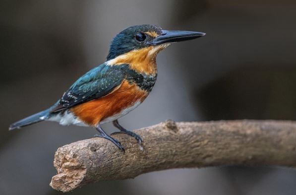 American Pygmy Kingfisher