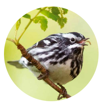 Black and white Warbler