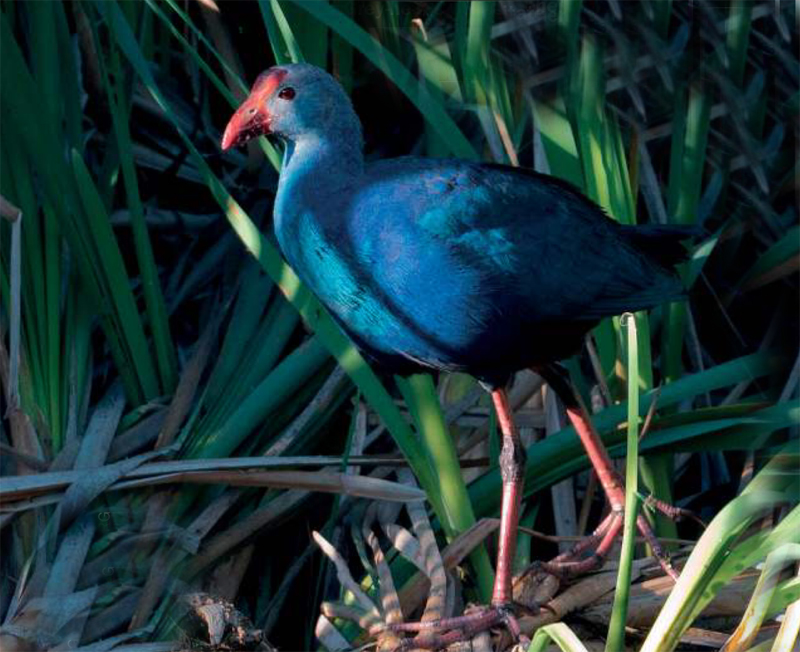 Grey headed swamphen