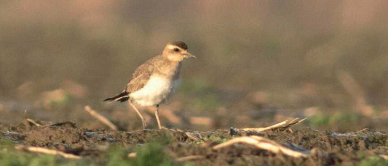 KULIK KASPICKY BIRDWATCHING 2021