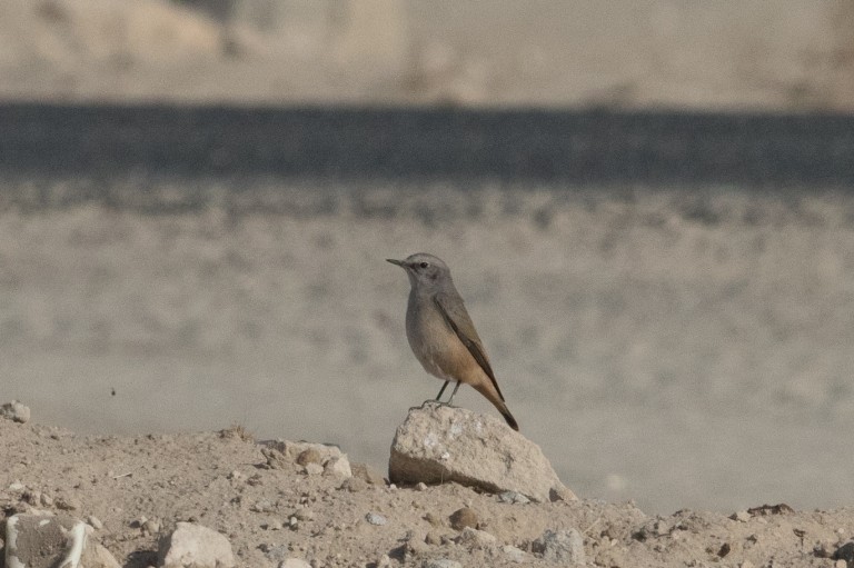 Persian Wheatear