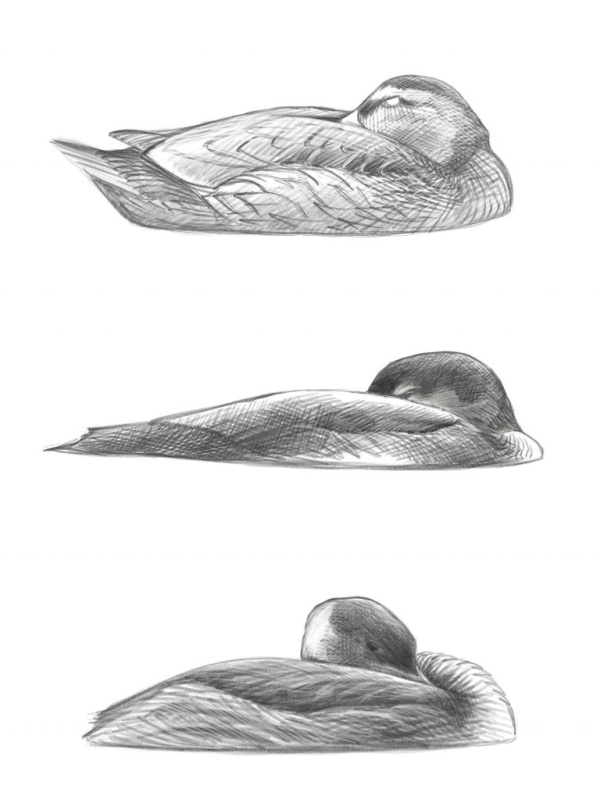 Toolkit sleepingWaterbirds 2019 09 18 300 768x1014