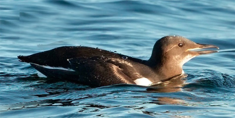 alkoun tlustozoby birwatching