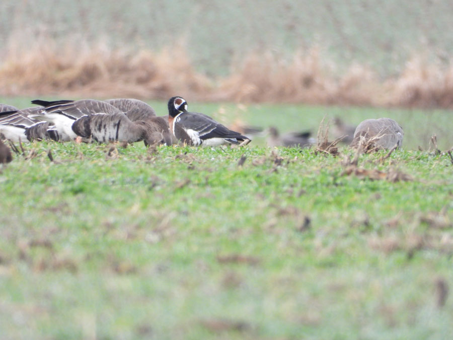 berneska rudokrka birdwatching