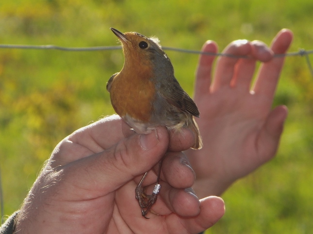 krouzkovani bird