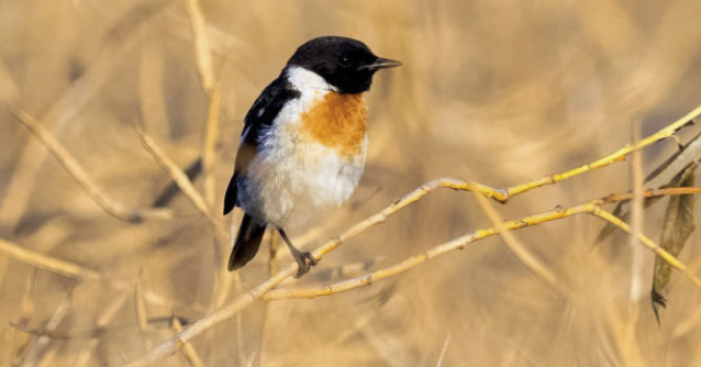 birdwatching budnicek sibirsky wp