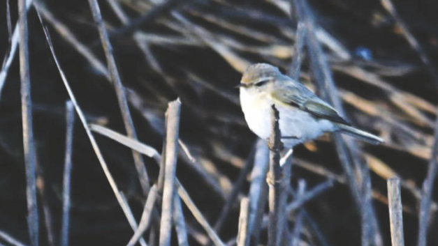 birdwatching ruth miller2