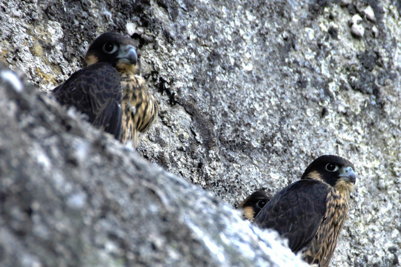 birdwatching sokol 2