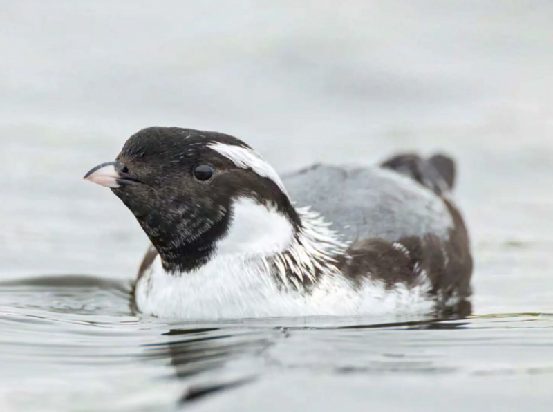 birdwatching alkoun cernohrdly