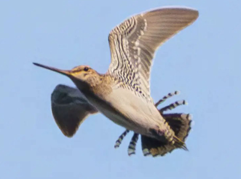 birdwatching bekasina25