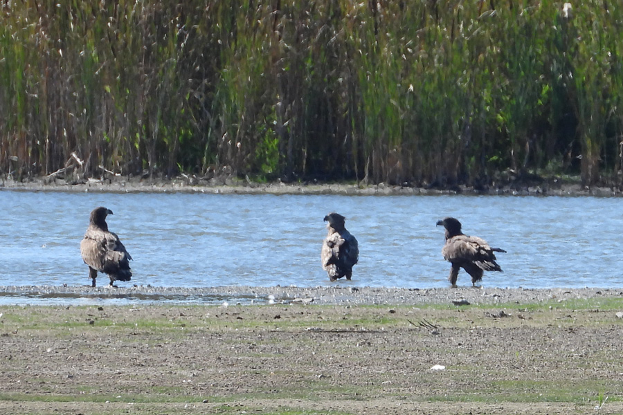 birdwatching borsky pod clanek