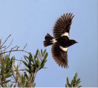 birdwatching brambornicek pestry