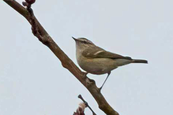 birdwatching budnicek altajsky