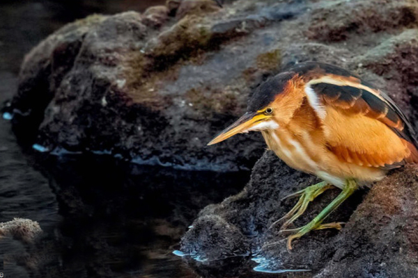 birdwatching bukacek bazinny