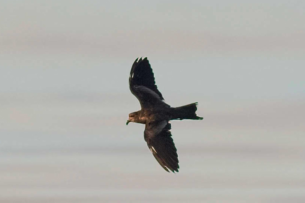 birdwatching burnacek vlastovci