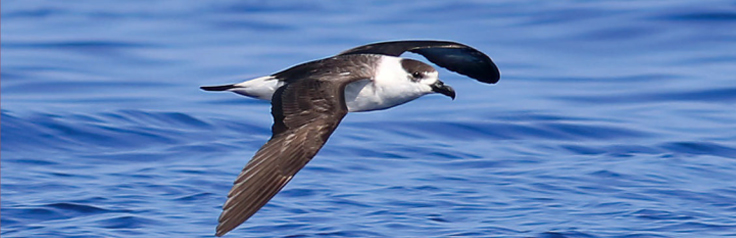 birdwatching burnak cernotemenny