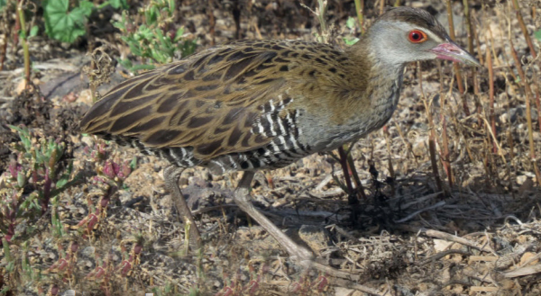 birdwatching chrastal africky