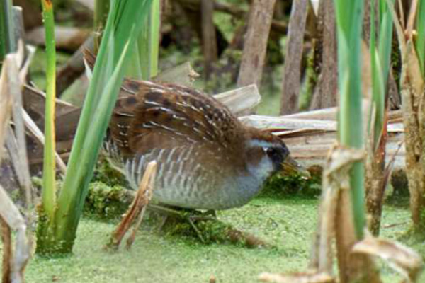 birdwatching chrastal karolinsky duben 23