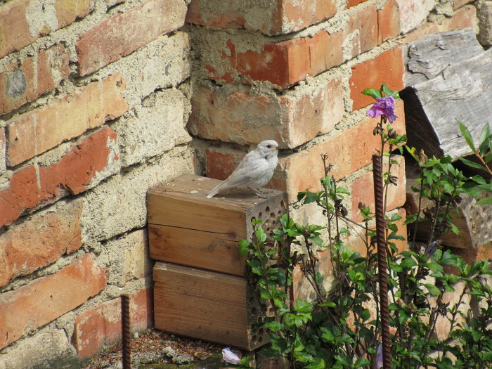 birdwatching cz bílí rehci