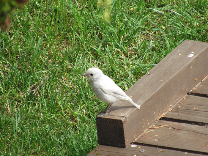 birdwatching cz rehek