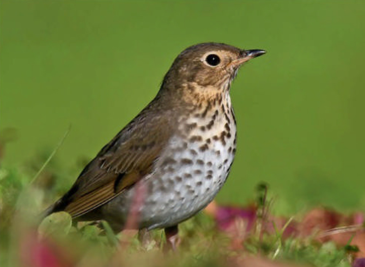 birdwatching drozd maly