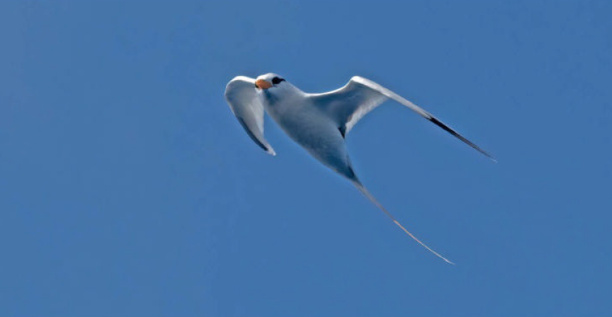 birdwatching faeton zluutozoby 