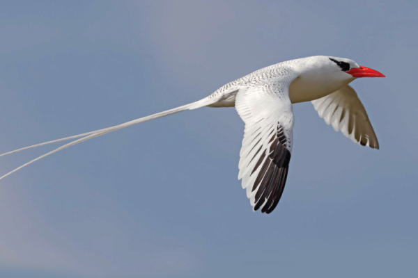 birdwatching featon cervenozoby