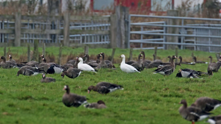 birdwatching husa belostna listopad 23