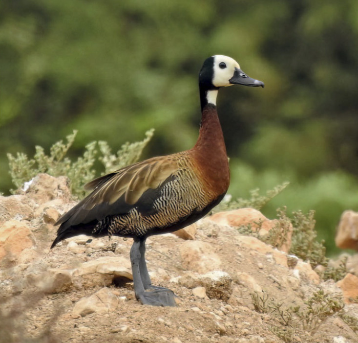 birdwatching husicka vdovka