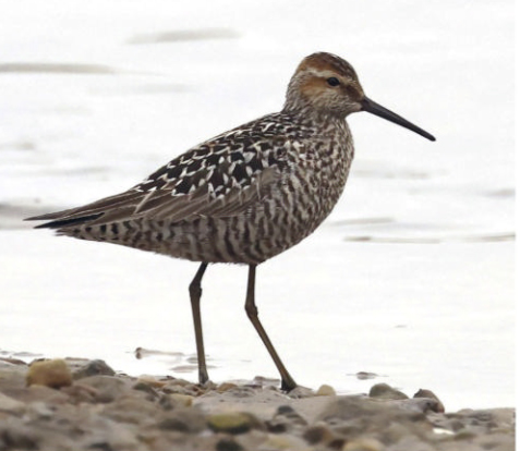 birdwatching jespak dlouhonohy