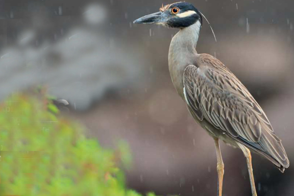 birdwatching kvakos zlutocely