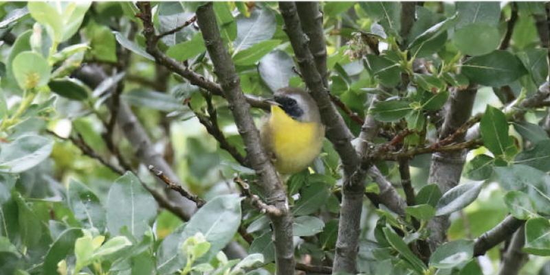 birdwatching lesnacek zlutohrdly