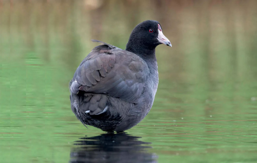 birdwatching lyska americka 23