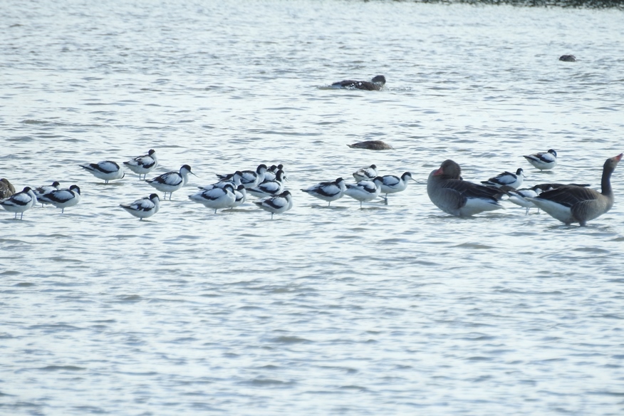 birdwatching nezider 07