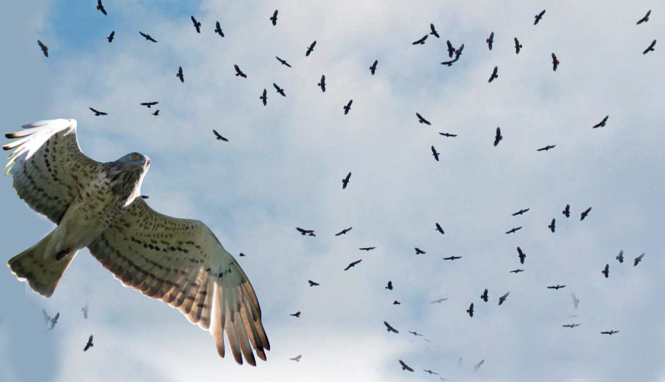 birdwatching orlik kratkoprsty