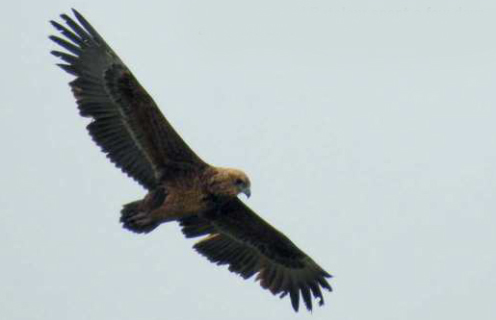 birdwatching orlik kejklir